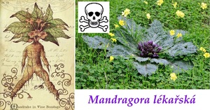 Mandragora lékařská účinky na zdraví použití využití pěstování