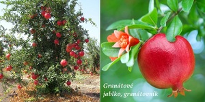 Granátové jablko granátovník účinky na zdraví co léčí použití užívání využití