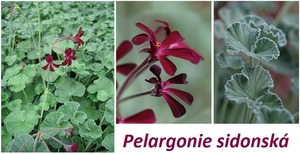 Pelargonie sidonská účinky na zdraví použití využití dávkování co léčí pěstování