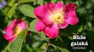 Růže galská účinky na zdraví co léčí použití využití pěstování zajímavosti